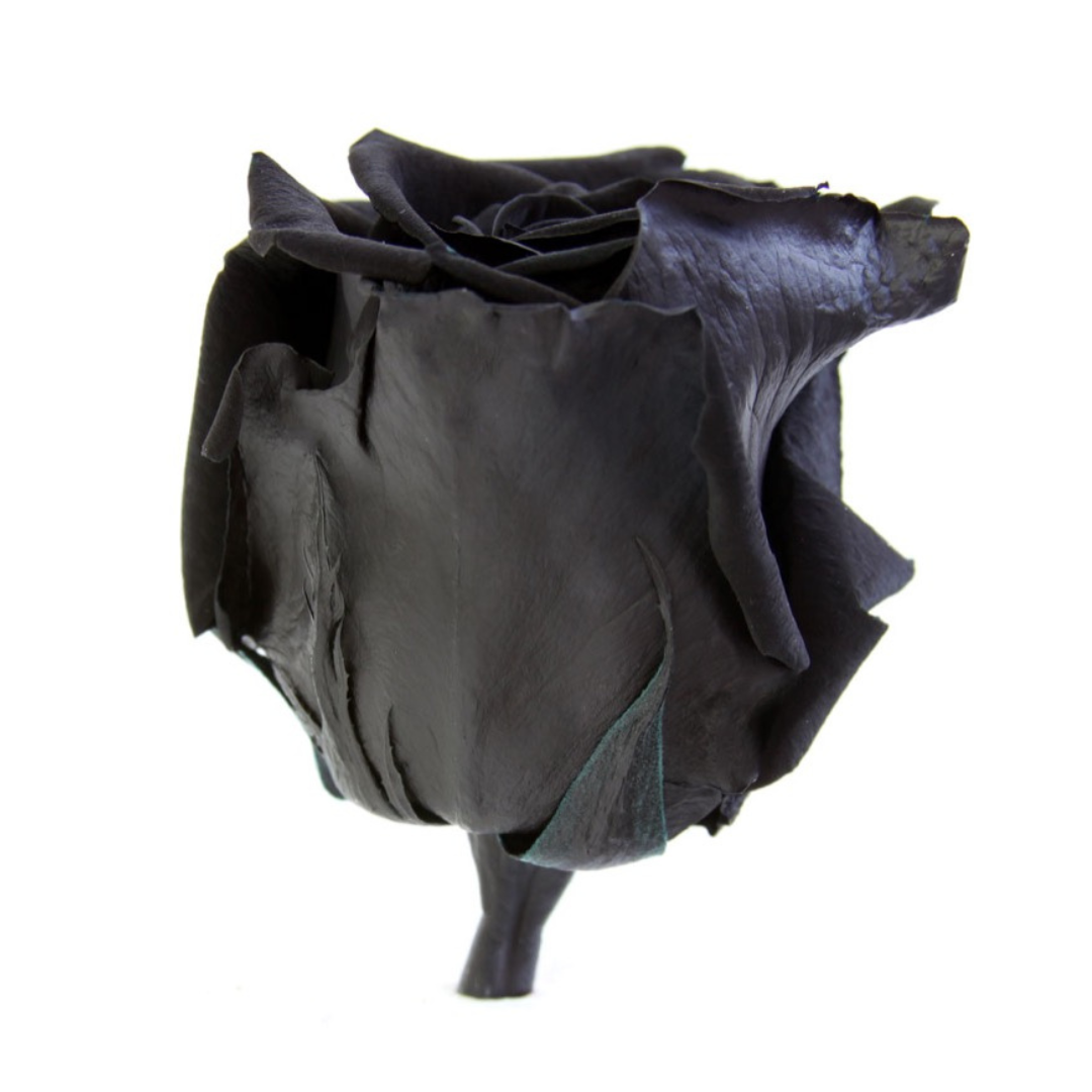 Black Infinity Rose Short Stem