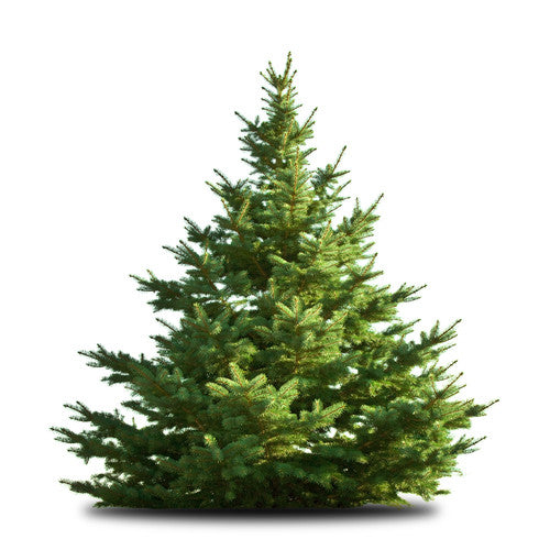 Nordmann Fir Christmas Trees - 6ft