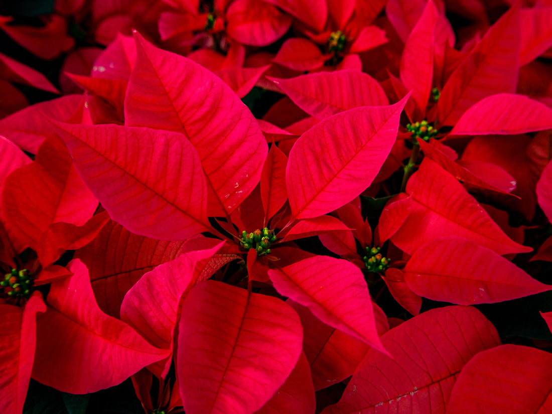 How to Make Poinsettias Last Longer