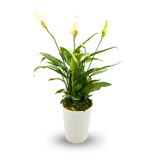 Peace Lily in a white pot