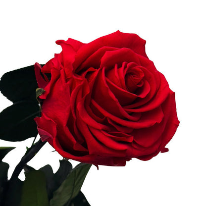 Red Infinity Rose Long Stem in Luxury Case