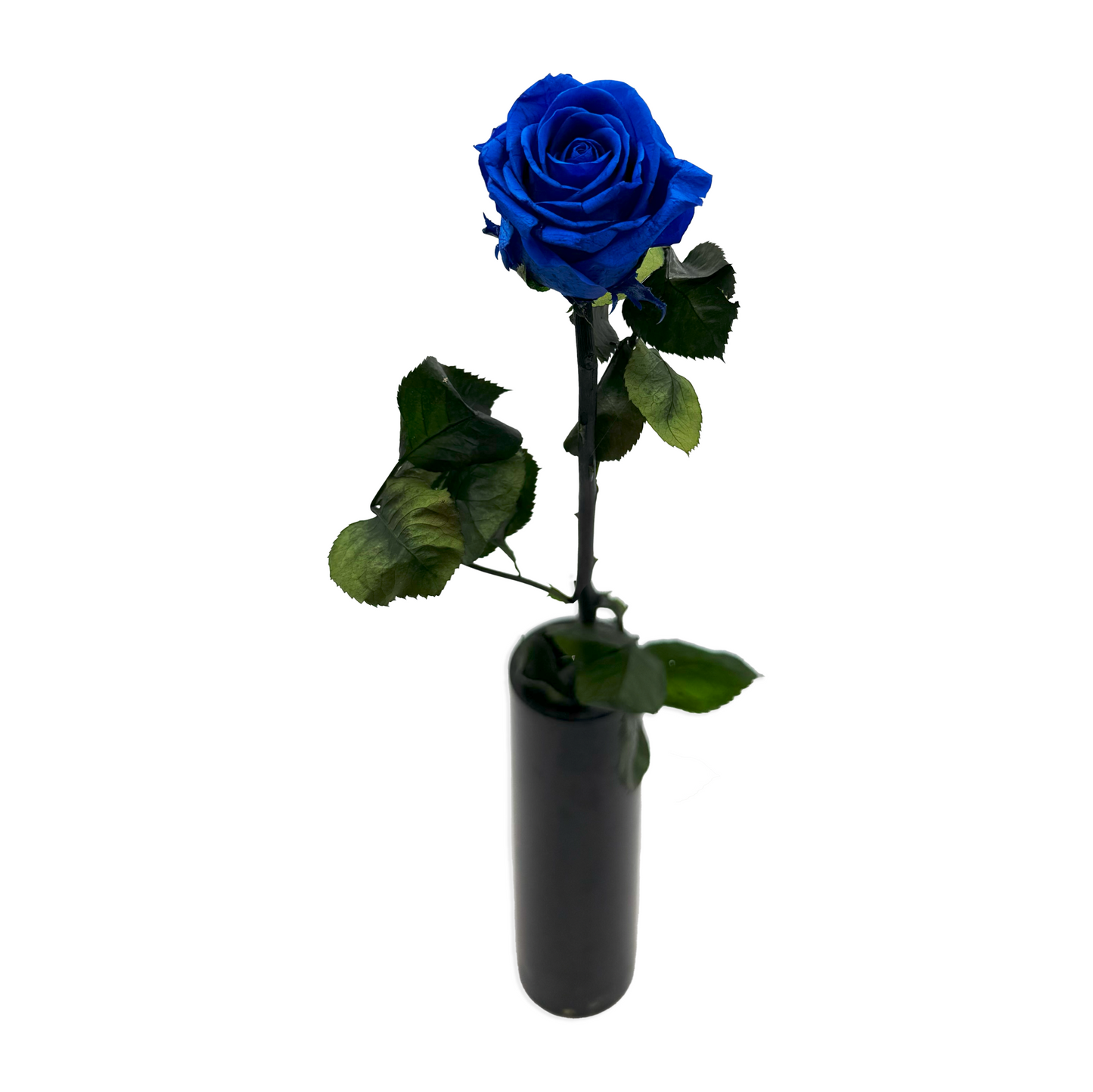 Short-Stemmed Blue Infinity Rose