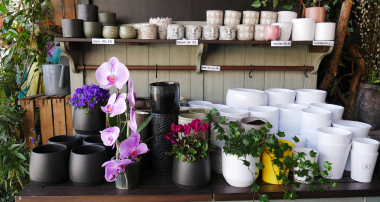 Orchid