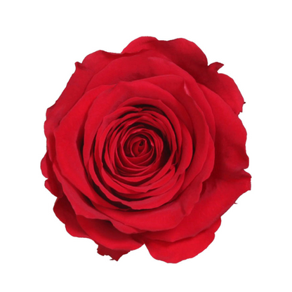 Red Infinity Rose Long Stem