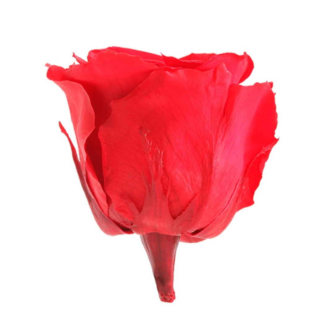 Red Infinity Rose Long Stem