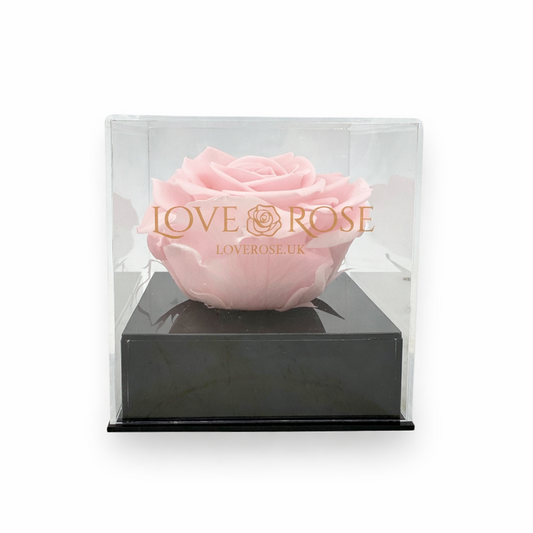 Pink Infinity Rose Head in Luxury Case