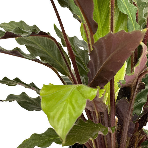 Calathea Elgergrass