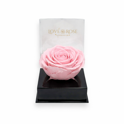 Pink Infinity Rose Head in Luxury Case