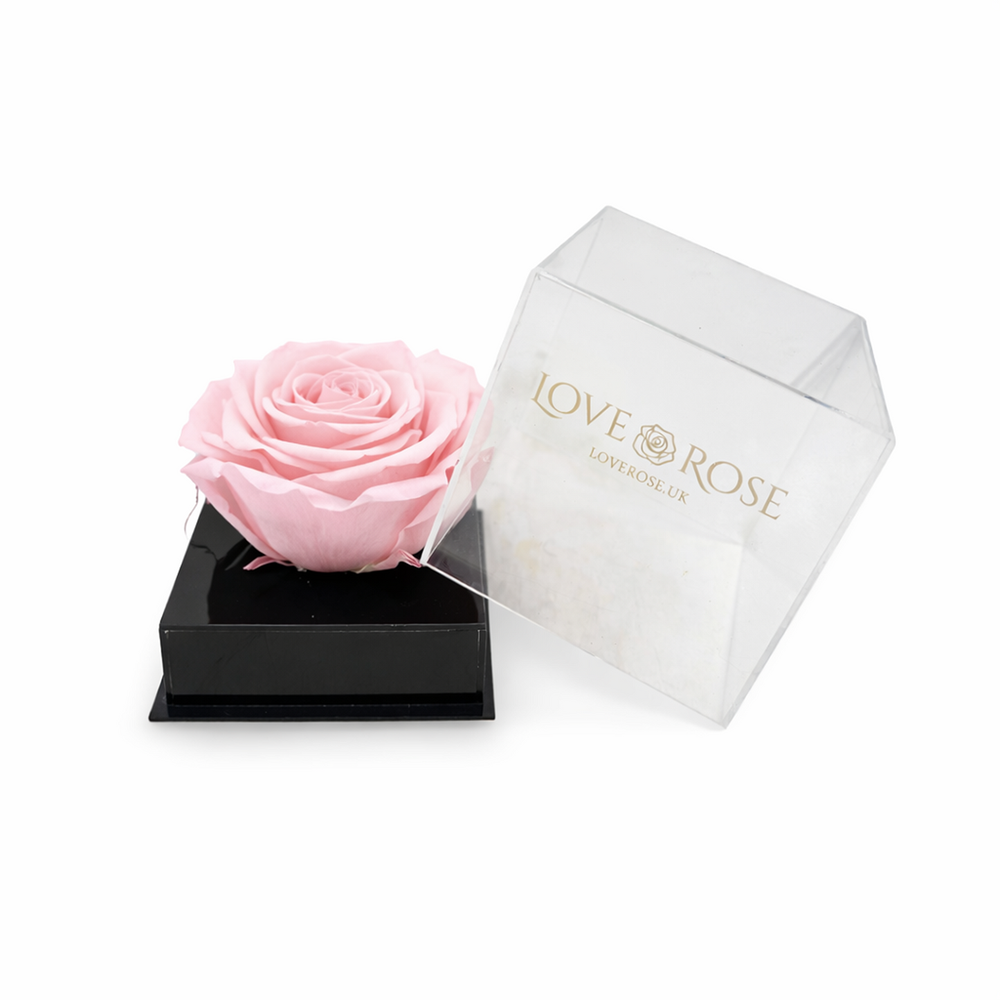 Pink Infinity Rose Head in Luxury Case